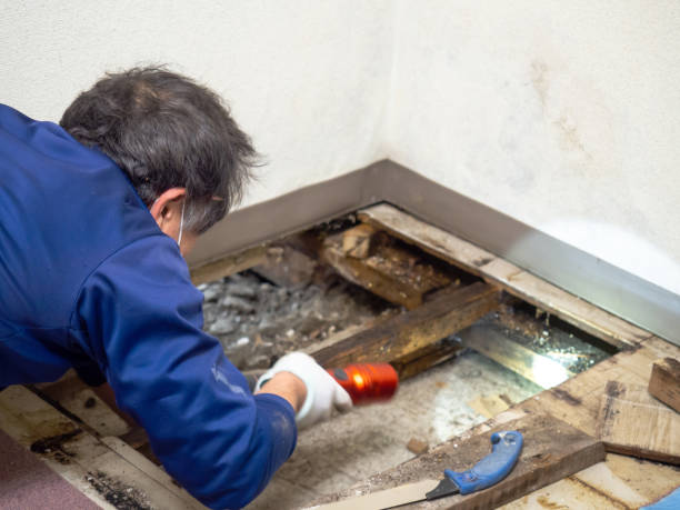 Home Mold Removal in June Park, FL