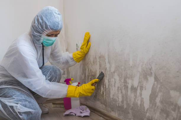 Certified Mold Removal in June Park, FL