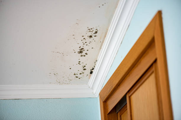 Best Same-Day Mold Removal  in June Park, FL