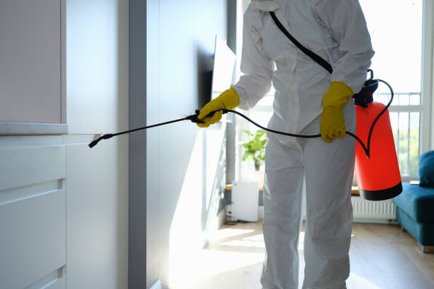 Best Mold Damage Repair  in June Park, FL