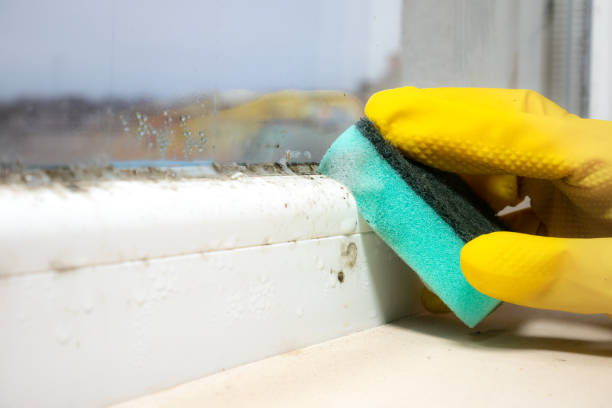Best Local Mold Removal Service  in June Park, FL