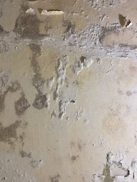 Best Crawl Space Mold Removal  in June Park, FL