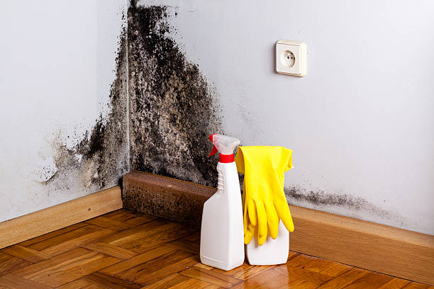 Best Toxic Mold Removal  in June Park, FL